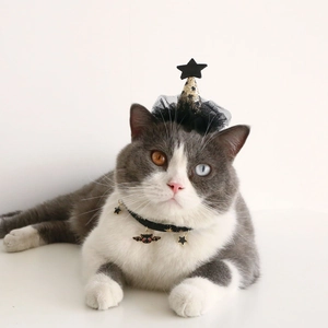 Cat in black wizard hat and velvet bat pendant collar for Halloween pet costume
