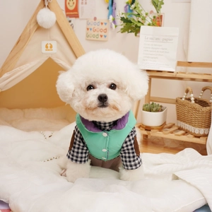 Detail of mint green and purple padded pet vest with checkered lining on a Bichon dog