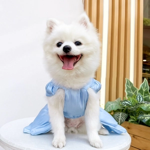 Light blue pet princess dress on small white dog in cozy home setting with plants