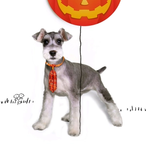 Halloween dog necktie collar with pumpkin pattern and adjustable buckle for pets