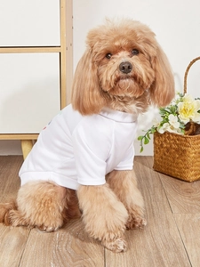 Brown toy poodle wearing a white breathable mesh pet T-shirt on a wooden floor