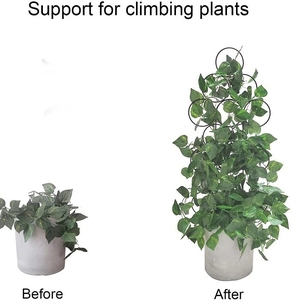 Climbing plant support frame before and after use comparison on a white background