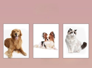 Guida alle taglie della cintura di sicurezza per cani grandi, piccoli e gatti