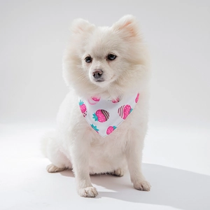 Cute strawberry chocolate pattern pet bandana shown on a white Pomeranian dog