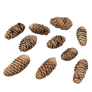 Natural pine cones for Christmas tree decorations and rustic holiday ornaments