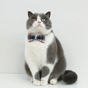 Detailed view of grey and white cat wearing a classic blue red beige plaid pet bowtie