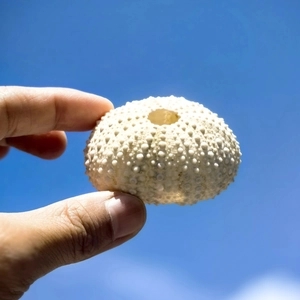 Detailed close-up of a white round natural sea urchin shell specimen held against a blue sky