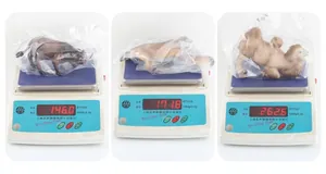 Weight measurement of solid bull and camel animal models in protective plastic bags