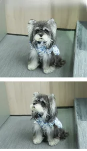 Close-up of blue floral pet vest with ruffles and leash ring on a Schnauzer dog
