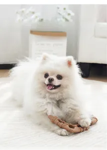 Close-up of a white Pomeranian chewing on a brown textured dental dog toy on a rug
