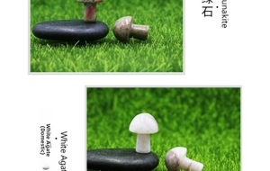 Macro detail of 2cm polished White Agate and Unakite stone mushrooms for decor