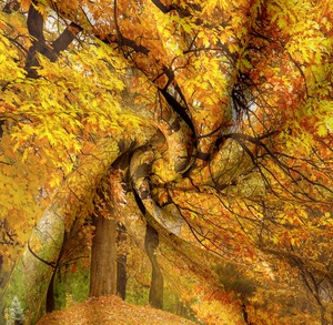 Detailed macro view of high-quality autumn forest tapestry fabric with hanging drapes