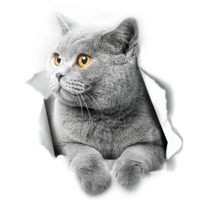 Dettaglio macro dell'adesivo 3D gatto grigio con pelliccia realistica e vivaci occhi arancio