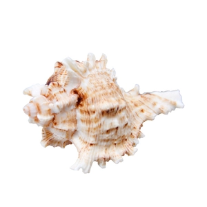 Large natural Murex shell for aquarium landscaping and home decor on white background
