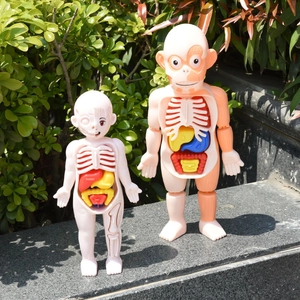 Detail of human skeleton and primate anatomy models with removable organs for STEAM learning