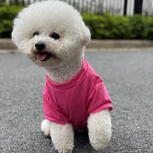 Pink breathable cotton t-shirt for small dogs shown on a bichon frise outdoors