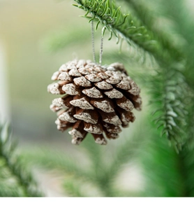 Macro view of natural pine cone ornament with snowy tips hanging on a green tree branch