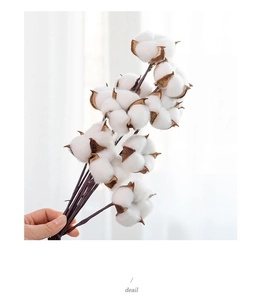 Close-up of fluffy white natural cotton flower stems with rustic brown dried branches