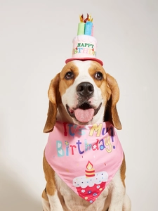 Pink dog birthday set with candle party hat and bandana worn by a beagle dog