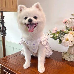 Detail of pet dress with purple heart prints and ruffled edges on a small white dog