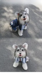 Detail of waterproof pet jacket with metal zipper closure and ribbed cuffs for dogs