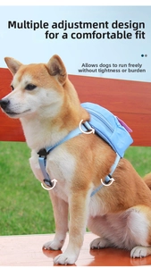 Detail view of adjustable blue dog backpack harness with secure buckles on a Shiba Inu