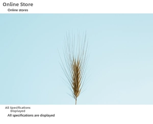 Close-up of dried natural grain stalk with fine bristles against a blue background