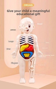 Detailed educational model showing internal organs with multi-colored removable components