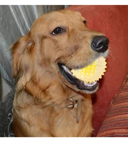 Close-up of a golden retriever biting a yellow spiked rubber dog ball for dental care