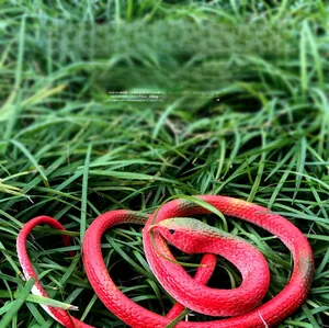Détail d'un serpent jouet réaliste en caoutchouc rouge et vert sur herbe verte