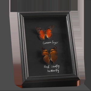 3D shadow box frame with Common Tiger and Red sawfly butterfly specimens in black