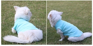 Outdoor view of a small dog wearing a soft light blue cotton T-shirt on green grass
