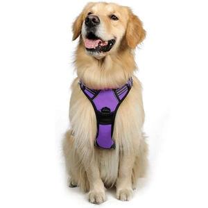 Close-up of purple nylon dog harness with reflective edges and metal D-ring for large dogs