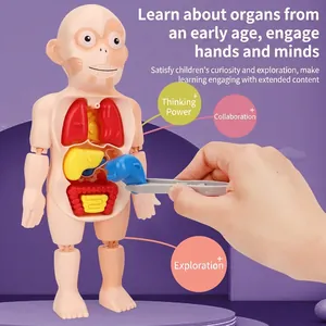 Educational human anatomy model toy for kids with removable organs and tweezers