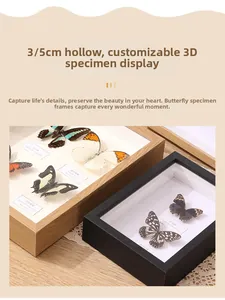 Detail of wooden butterfly specimen frame with 5cm deep hollow and botanical labels