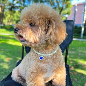 Brown poodle wearing white pearl dog necklace with blue heart gemstone pendant in outdoors