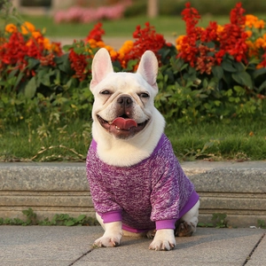 Detail of purple knitted pet sweater showing ribbed neckline and warm texture on a dog