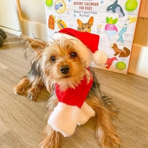 Detail of a Yorkshire Terrier wearing a plush red Christmas hat and scarf set for pets