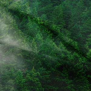 Forest landscape wall tapestry with dense green pine trees and misty fog effects