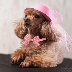 Pink felt hat with mesh and pink plaid bowtie on a poodle, stylish pet accessory set