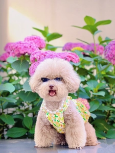 Cat in floral yellow dress with pearl necklace and dark sunglasses in flower garden