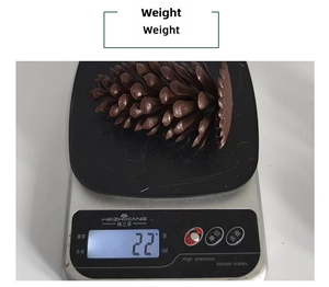 Vue détaillée d'une pomme de pin marron sur une balance pesant 22 grammes