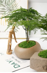 Close-up of minimalist khaki ceramic pot with moss and asparagus fern on white desk
