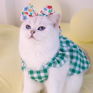 Close-up of small cat wearing a green plaid Christmas dog dress with floral bow accessory