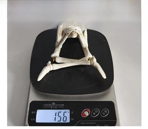Detailed view of resin skull skeleton figurine weight measurement 156g on scale