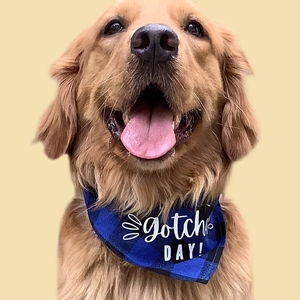 Close-up of golden retriever wearing blue plaid cotton Gotcha Day dog bandana