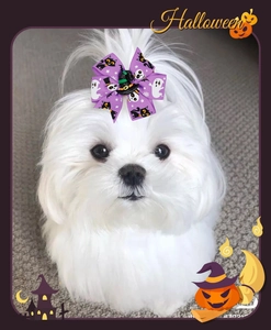 Close-up of a purple Halloween bow clip with ghost and cat prints on a cute white dog