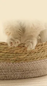 Dettaglio della cuccia ovale in rattan per gatti con trama fitta e bordi molto resistenti