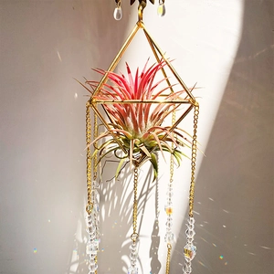 Golden geometric crystal suncatcher with air plant casting rainbow light on wall