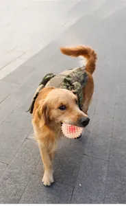 Golden Retriever carrying a glowing red interactive dog chew ball for teeth cleaning